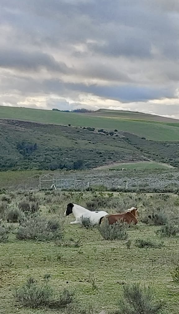 0 Bedroom Property for Sale in Swellendam Rural Western Cape